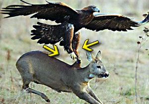 İşte kartal pençesi