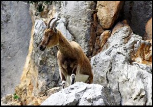 'Katliam ihalesi'ne suç duyurusu