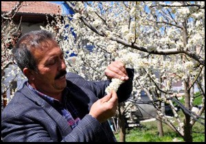 Kayısıyı don vurdu