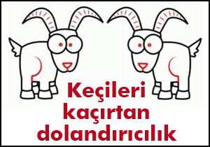 Keçileri kaçırtan dolandırıcılık