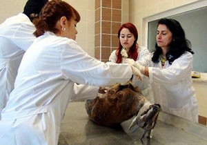 Keçilerin ölüm nedeni açıklandı