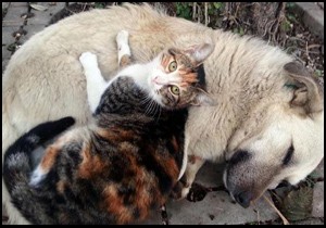 1406 köpek, 1062 kediye ev aranıyor