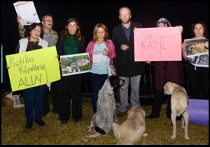 Falezlerde kedi katliamı protestosu