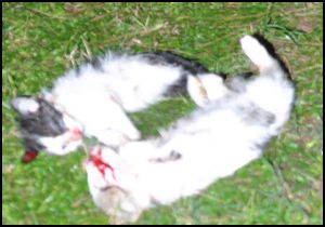 Kedi evindeki iki kedi yavrusu, işkenceyle öldürüldü