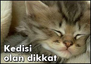 Kedisi olan dikkat
