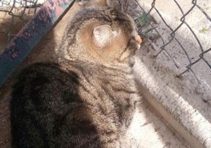 5'inci kattan düşen kedi yaralı kurtuldu