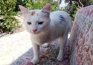 3 ayaklı kedi, yeni evine kavuştu