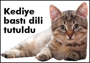 Kediye basınca şoka girdi