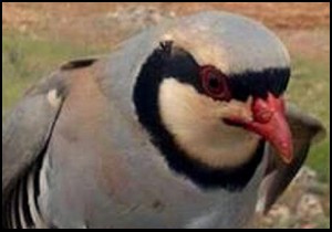 Kekliğin fotoğrafını paylaştı, 5 bin lira ceza kesildi