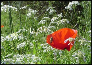 Flora'da bahar şenliği başlıyor