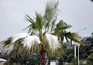 Alanya ve Kemer e kar yağdı