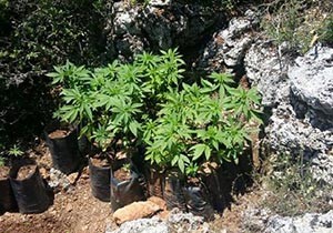 Diktiği hint kenevirlerini sularken yakalandı
