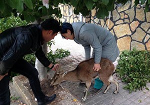 Yaban keçisi doğaya salındı