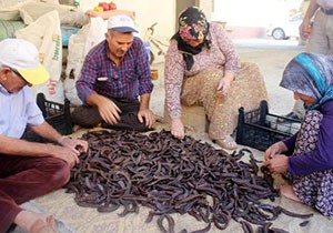 Gazipaşalı üreticinin geçim kaynağı, keçiboynuzu