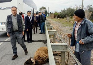 Otobüs koça çarptı