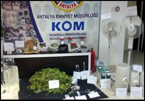 Saksıda kenevir