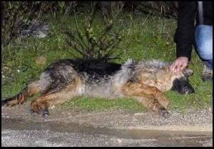 Tavuğunu yiyen köpekleri öldürdü