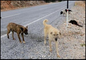 köpekler açlıktan ve soğuktan ölüyor