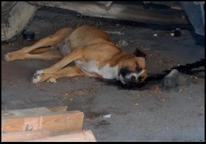 Serik'te bir haftada 3 köpek zehirlendi