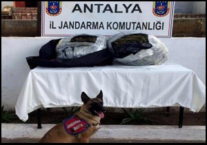 Jandarma köpeği 'Çıtır' uyuşturucuyu böyle buldu