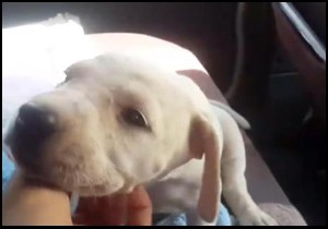 40 derecede köpeklerini otomobilde bırakıp alışverişe gittiler
