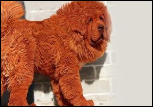 Bu köpeğin fiyatı dudak uçuklattı