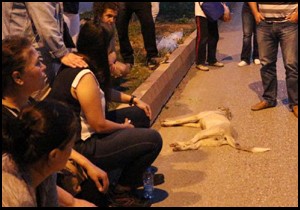 Köpeğe çarptı, yardım gelene kadar bekledi