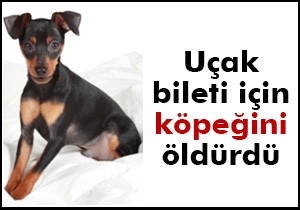 Uçak bileti için köpeğini öldürdü