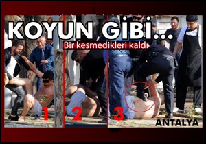 Koyun gibi...