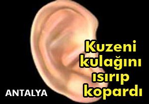 Kopan kulak yerine dikildi