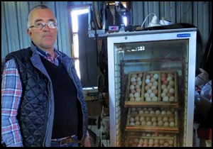 Buzdolabından tam otomatik kuluçka makinesi yaptı