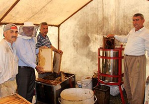 Kumluca'da 160 ton sürpriz bal üretimi bekleniyor