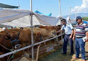 Kumluca'da kurbanlıklar tek merkezde satılacak