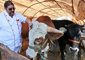 Kurban kesim fiyatları belli oldu