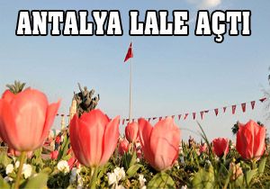 Antalya lale açtı