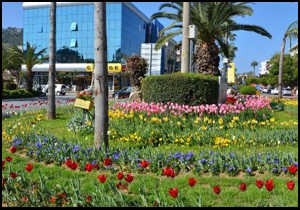 Alanya'da lale ve sümbüller yazın habercisi oldu