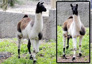 Lama Burhan'a eş aranıyor