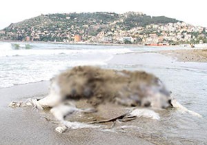İnek leşi sahile vurdu