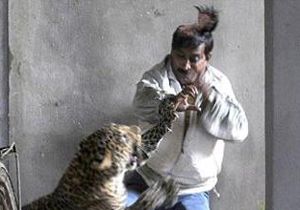 Leopar kafa derisini böyle kopardı