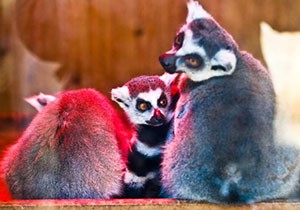 Lemur ailesine yeni üye
