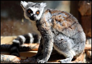 Lemurlar yeni evlerinde