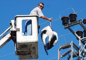 Leylekler Gazipaşa'yı elektriksiz bıraktı
