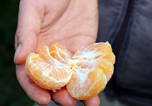 Kemer gramantini yok olma tehlikesiyle karşı karşıya