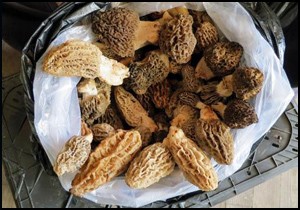 Kuzu göbeği mantarı lezzeti ve fiyatıyla şaşırtıyor