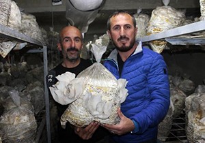80 metrekarelik depoda istiridye mantarı üretiyorlar