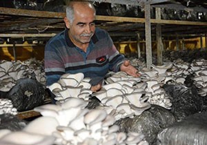 Korkuteli'de istiridye mantarı üretimi