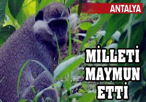 Bir maymun Antalya'da milleti maymun etti