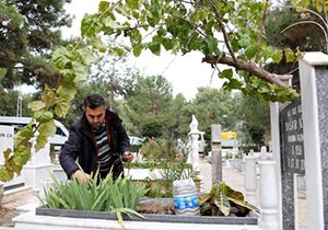 Annesinin mezarına vasiyeti üzerine diktiği ağacı kestiler