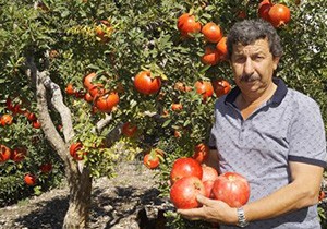 Finike'de Hicaz narı hasadı başladı