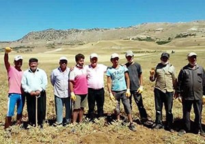 Parti yararına nohut ektiler